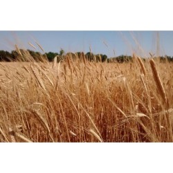 GMSM 400  Mulino professionale con Separatore