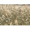 Mulino Professionale GM 400
