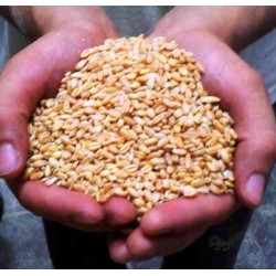 Mulino Professionale GM 300