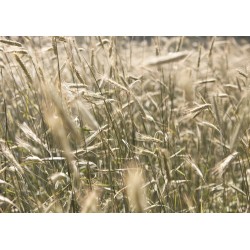 Mulino Professionale GM 1000